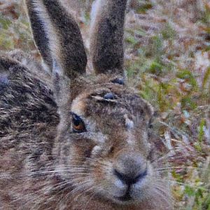 European hare