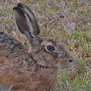 European hare