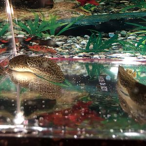 Northern leopard frog tadpoles