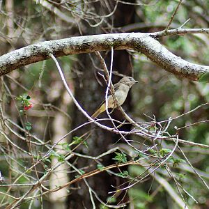 Female Golden Whistler (Pachycephala pectoralis)