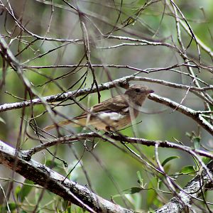 Golden Whistler (Pachycephala pectoralis)