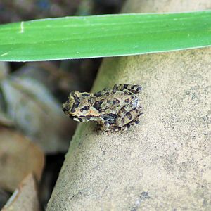 Juvenile Cane Toad (Rhinella marina)