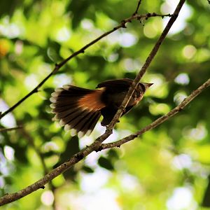 Rufous Fantail (Rhipidura rufifrons)