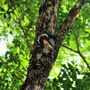 Rufous Fantail (Rhipidura rufifrons)