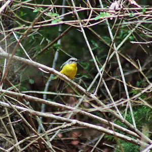 Eastern Yellow Robin (Eopsaltria australis)