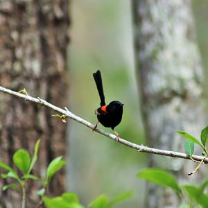 Red-backed Fairy Wren (Malurus melanocephalus)