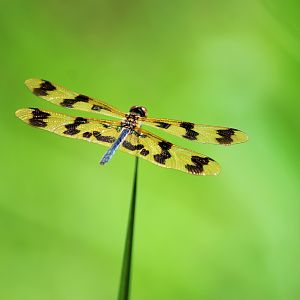 Graphic Flutterer (Rhyothemis graphiptera)