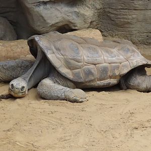 Tortoise ID?