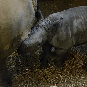 White Rhino Calf - 7 days old (11/01/2020)