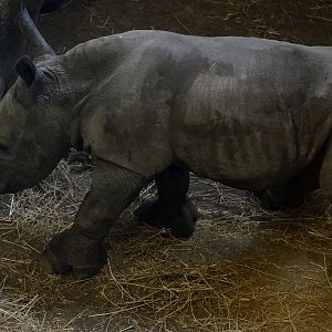 White Rhino Calf - 7 days old (11/01/2020)