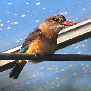 Brown Hooded Kingfisher - 4th January 2020