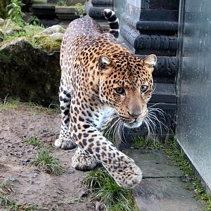 Javan Leopard - 4th January 2020