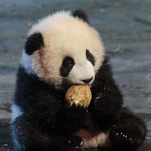 Giant Panda Cub - 4th January 2020