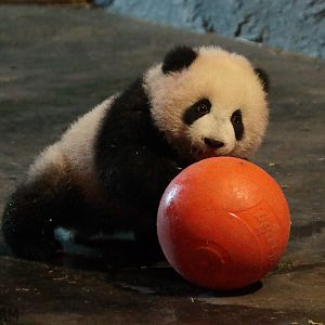 Giant Panda Cub - 4th January 2020