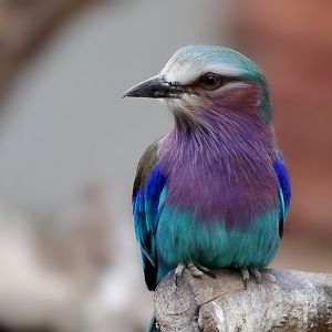 Lilac Breasted Roller - 5th January 2020