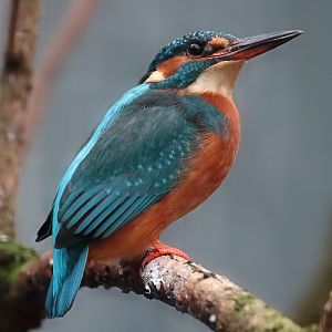 Common Kingfisher Female - 5th January 2020