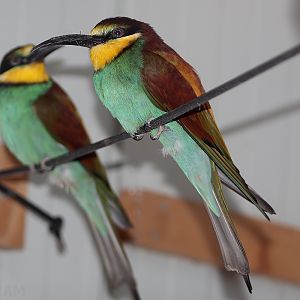 European Bee-Eater - 5th January 2020