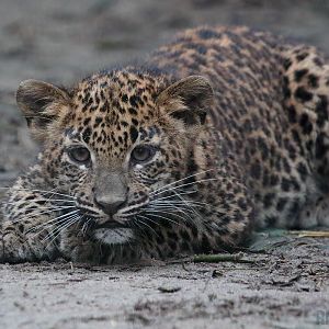Sri Lankan Leopard Cub - 5th January 2020