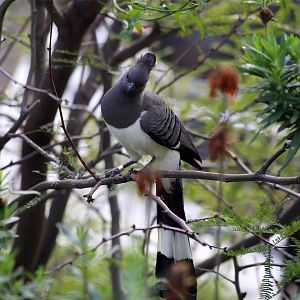 White-bellied go-away-bird