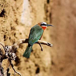 White-fronted bee-eater (Merops bullockoides)