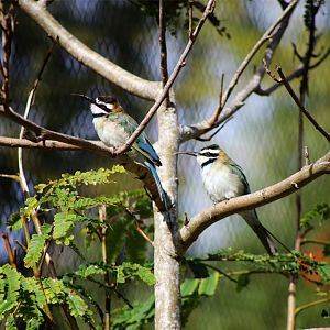 White-throated bee-eater (Merops albicollis)