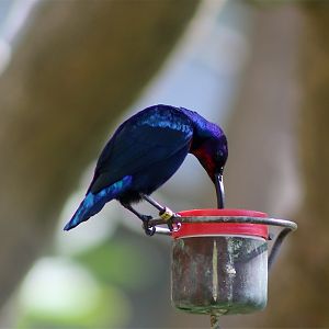 Splendid sunbird (Cinnyris coccinigastrus)