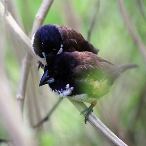 Magpie mannikin (Lonchura fringilloides)