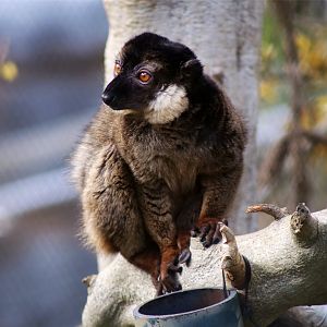 Collared brown lemur