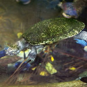 Madagascan big-headed turtle (Erymnochelys madagascariensis)