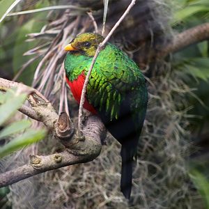 Golden-headed quetzal (Pharomachrus auriceps)
