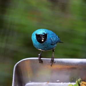 Swallow tanager (Tersina viridis)