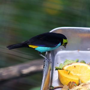 Paradise tanager