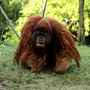 Sumatran orangutan