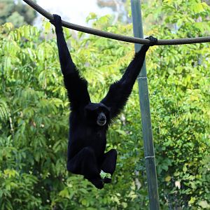 Siamang