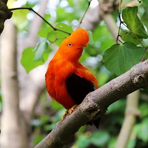 Andean cock-of-the-rock