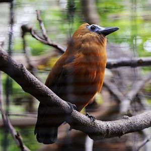 Capuchinbird (Perissocephalus tricolor)