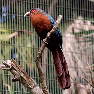 Chestnut-breasted malkoha (Phaenicophaeus curvirostris)