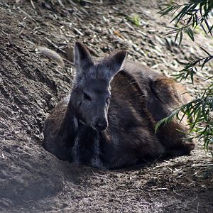 Siberian musk deer (Moschus moschiferus)