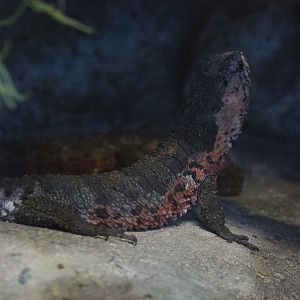 Chinese crocodile lizard (Shinisaurus crocodilurus), 2019-12-30
