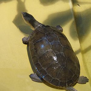 Branderhorst´s snapping turtle (Elseya branderhorsti ), 2019-12-30