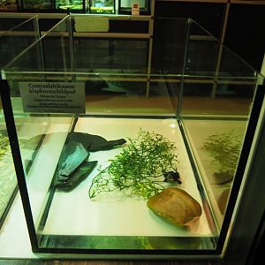 Raising tank Central African mud turtle, 2019-12-30