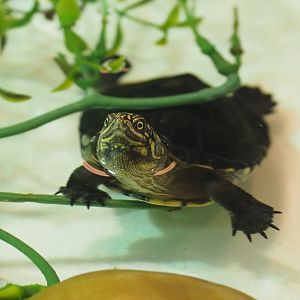 Juvenile Central African mud turtle (Pelusios chapini), 2019-12-30