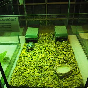 Raising terrarium Red-footed tortoises, 2019-12-30