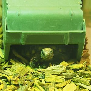 Juvenile Red-footed tortoise (Chelonoidis carbonarius) in hide, 2019-12-30