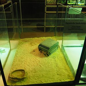 Raising terrarium Egyptian tortoise, 2019-12-30