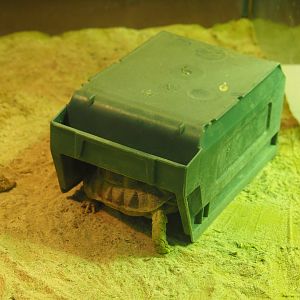 Juvenile Egyptian tortoise (Testudo kleinmanni) in hide, 2019-12-30