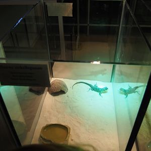 Raising terrarium blue spiny lizard, 2019-12-30