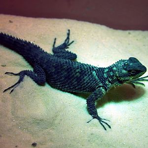 Juvenile Blue spiny lizard (Sceloporus cyanogenys), 2019-12-30