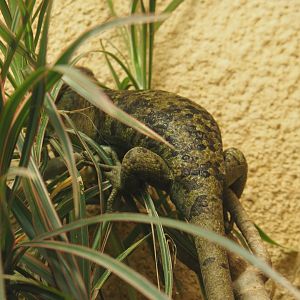 Solomon Island prehensile-tailed skink (Corucia zebrata), 2019-12-30