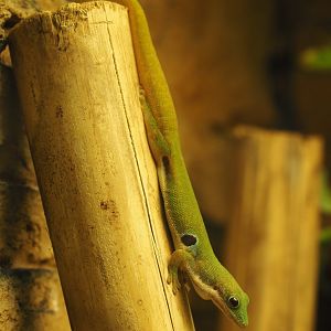 Peacock day gecko (Phelsuma quadriocellata), 2019-12-30